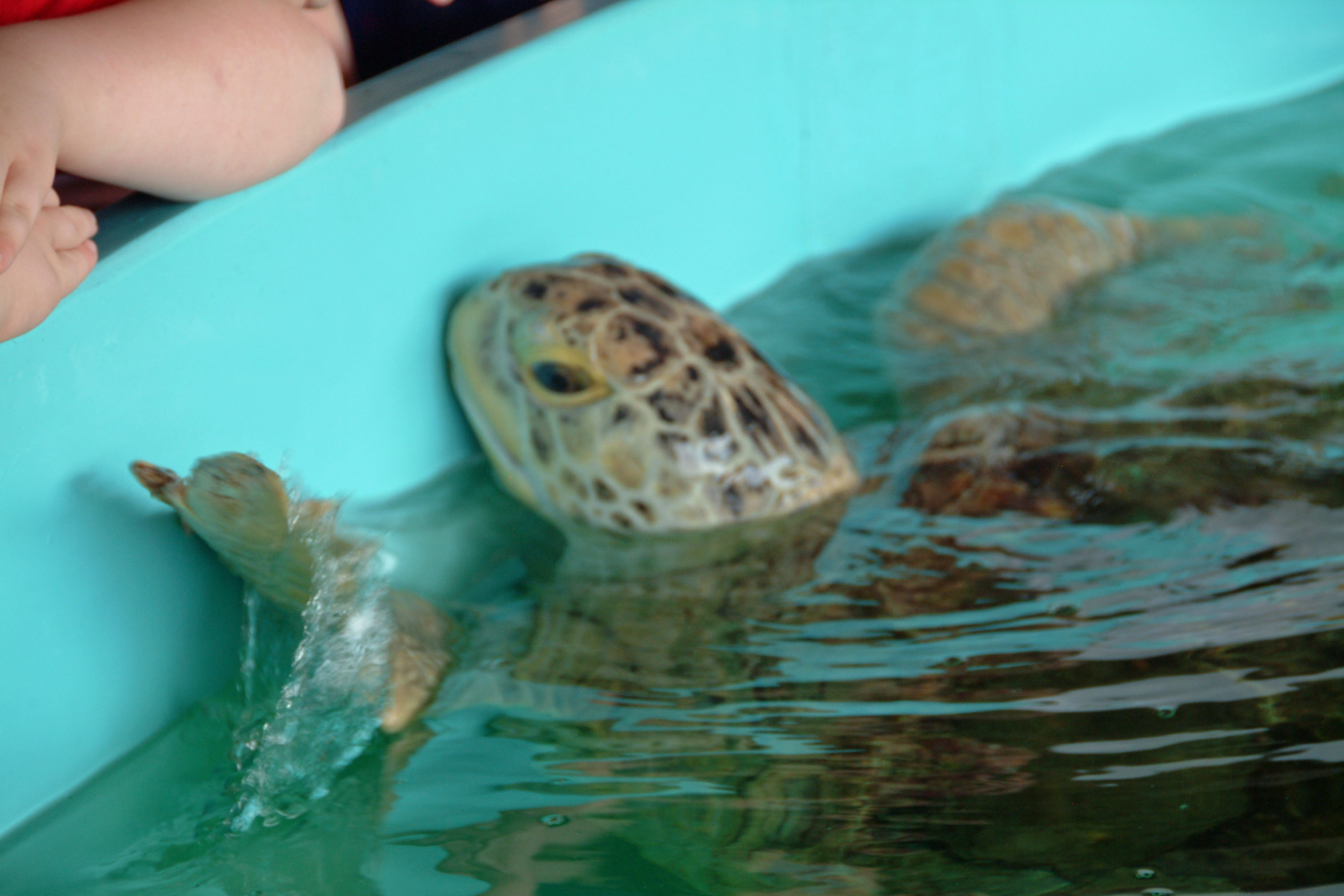 Sea Turtle Inc. in South Padre