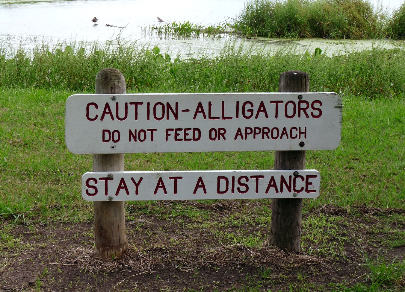 Caution: Alligators!