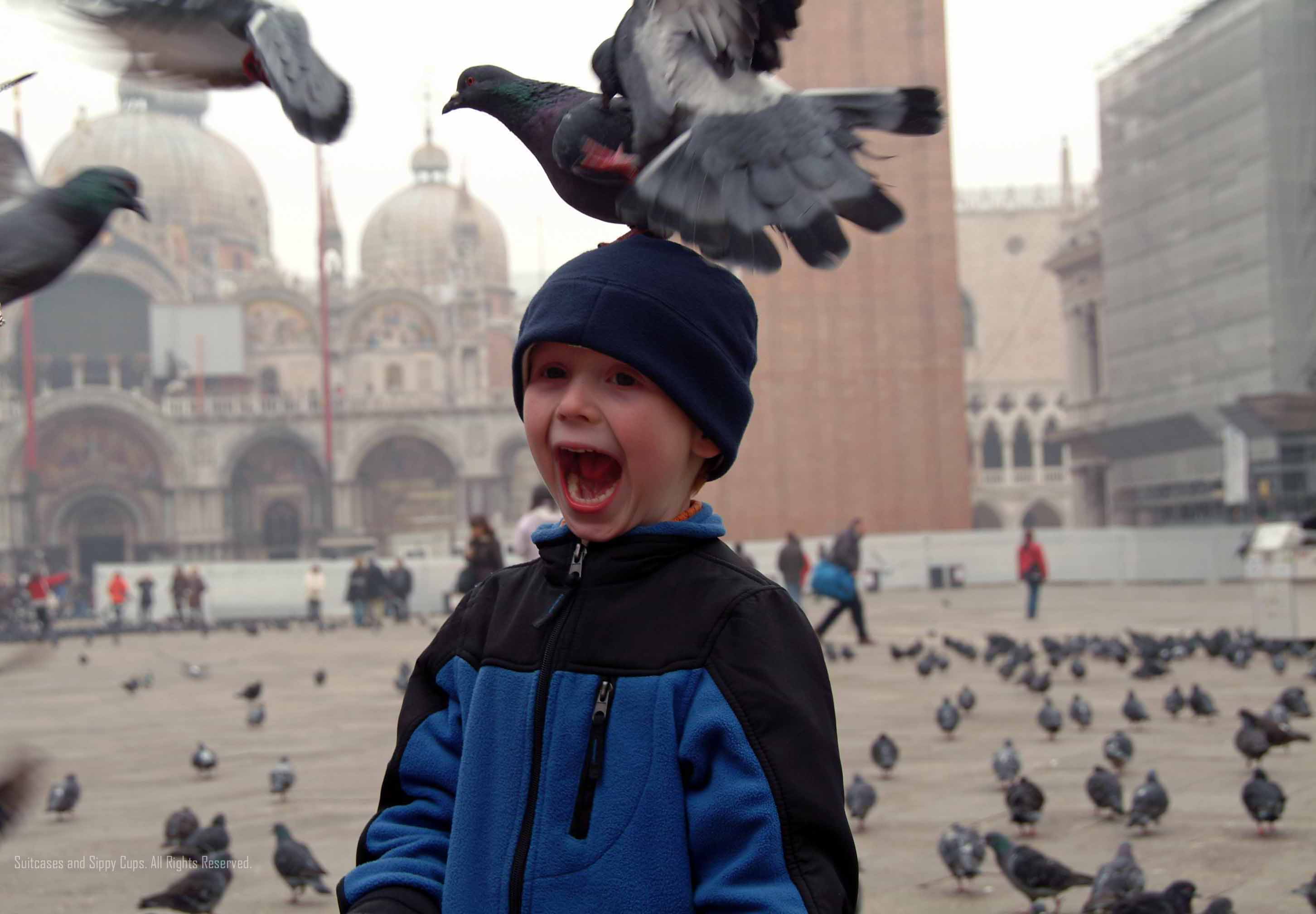 The Pigeons of Venice