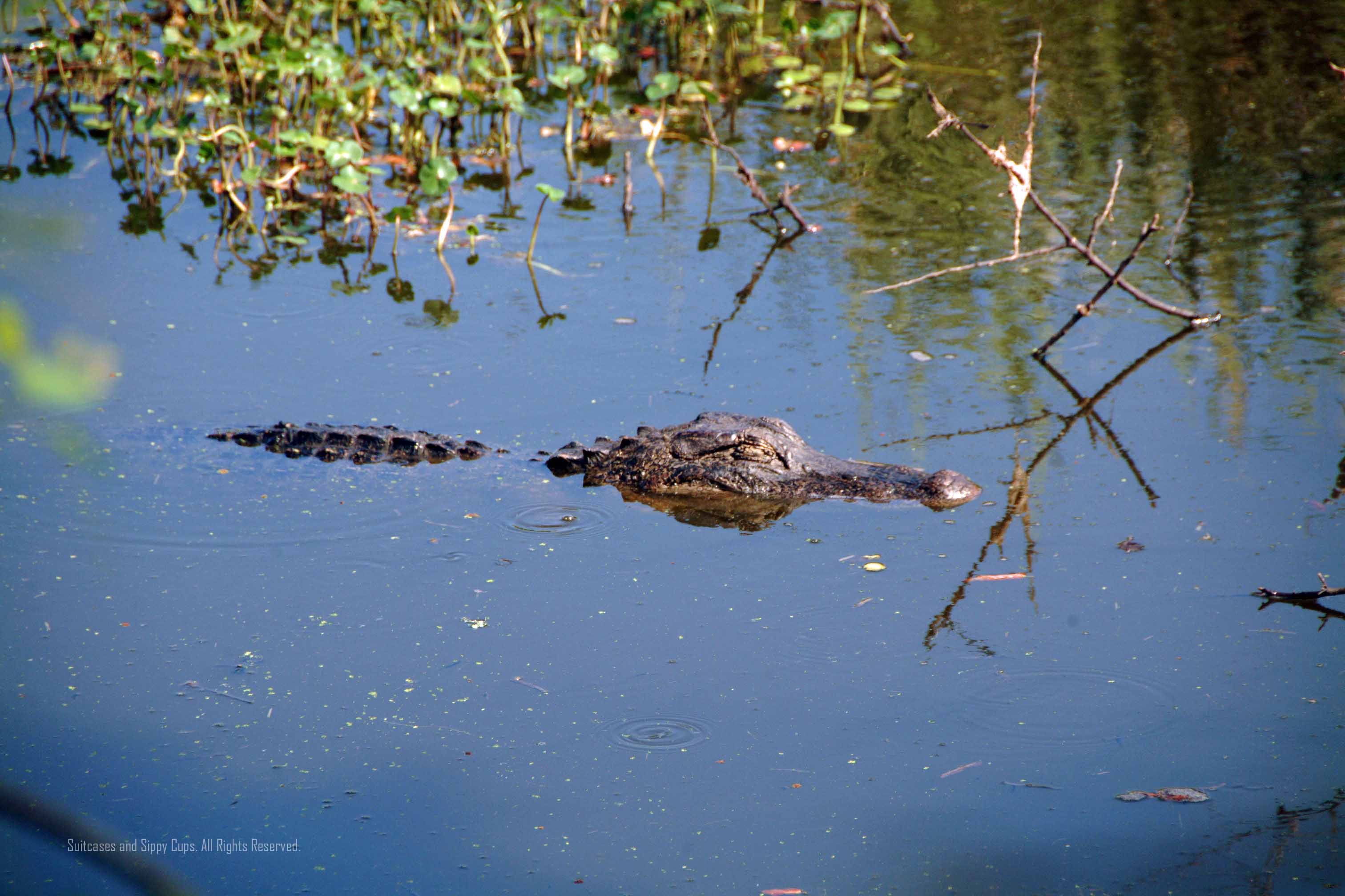 Brazos Bend State Park~Needville Texas