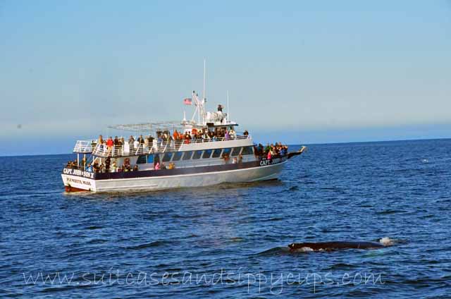 Whale Spotting with Boston Harbor Cruises