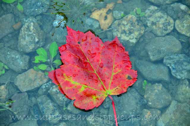 Fresh and Unique Ways to Photograph Fall Leaves