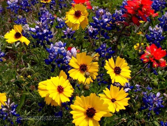 Wildflowers of Texas