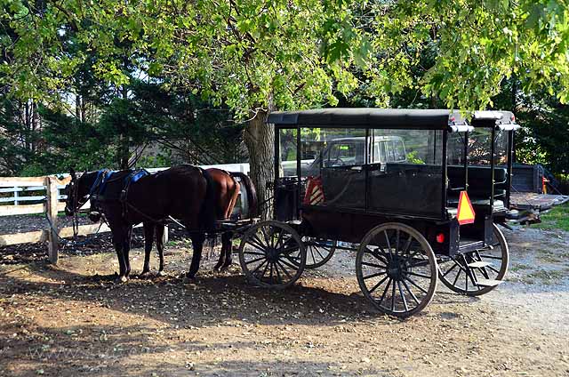 Tips for Taking an Amish Buggy Ride