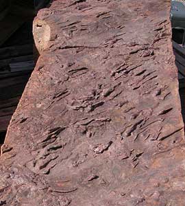 zion dinosaur tracks